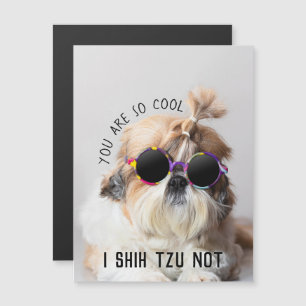 Cool Shih Tzu Not fun cute Sunglasses Photo