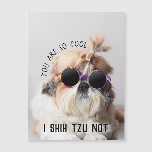 Cool Shih Tzu Not fun cute Sunglasses Photo (Front)