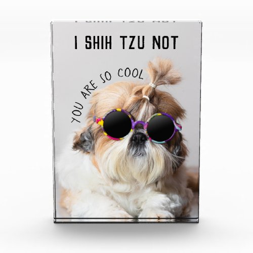 Cool Shih Tzu Not fun cute Sunglasses Photo