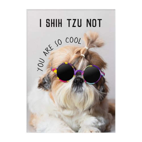 Cool Shih Tzu Not fun cute Sunglasses Photo Acrylic Print