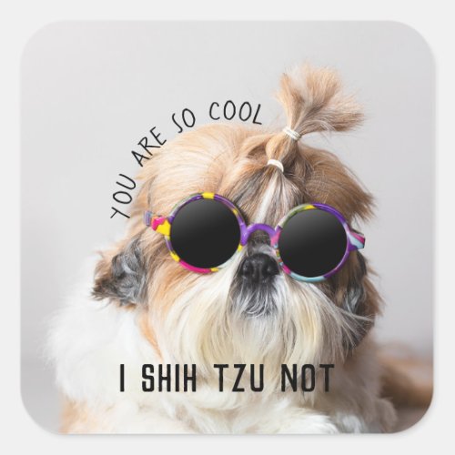 Cool Shih Tzu Not fun cute Sunglasses Photo Square Sticker