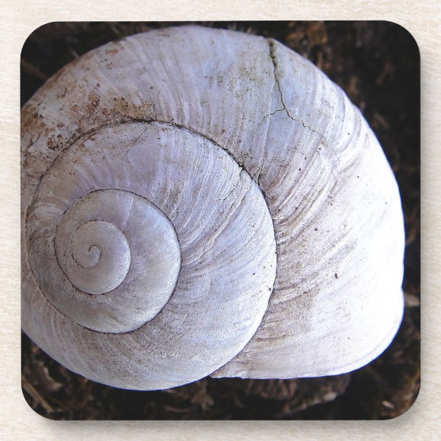 Cool snailshell beverage coaster (Front)