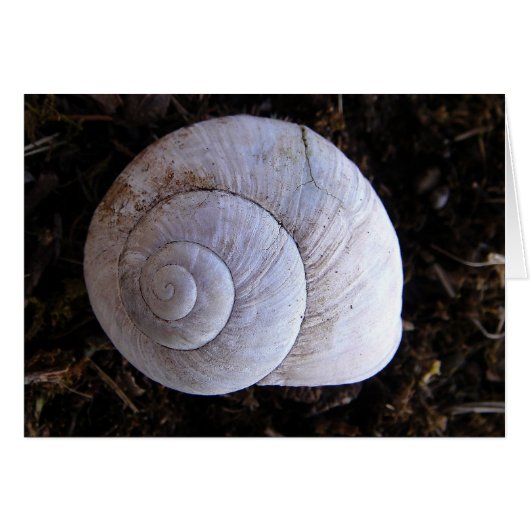 Cool snailshell cards (Front Horizontal)