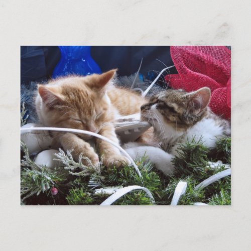 Cool Snow Cats Two Kittens in Love Winter Skates Postcard