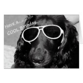 Cool Spaniel Cards (Front Horizontal)