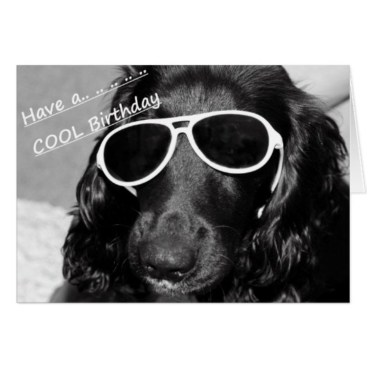 Cool Spaniel Cards (Front Horizontal)