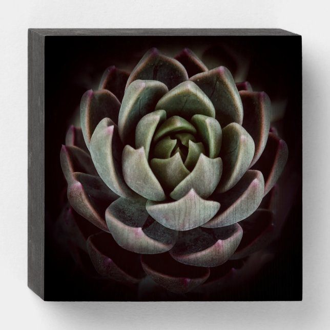 Cool Succulent Nature Photo Rustic Wooden Box Sign (Front Horizontal)