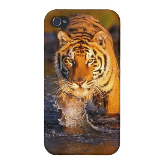 Cool Tiger Phone Case (Back)
