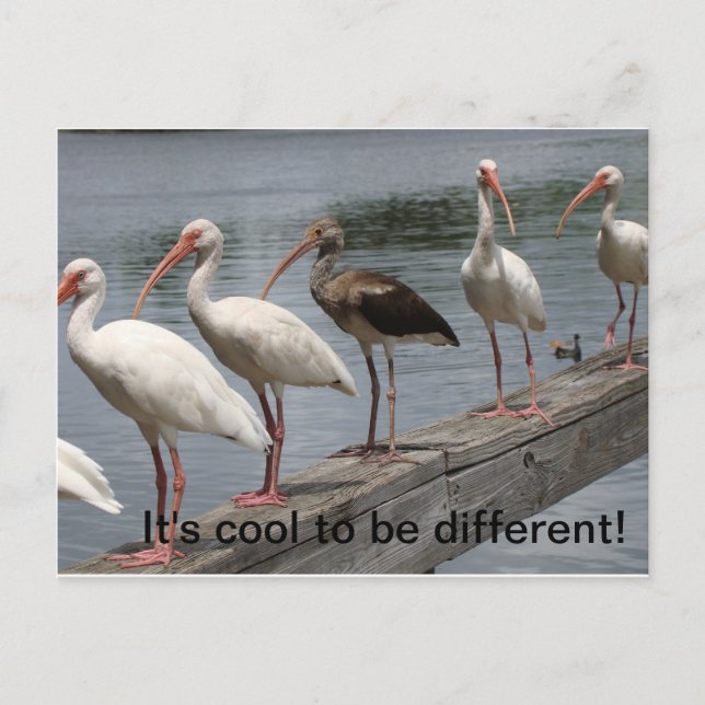 Cool to be different postcard (Front)