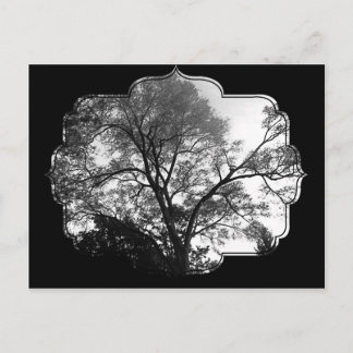 Cool Tree Photography. Postcard