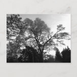 Cool Tree Photography. Postcard at Zazzle