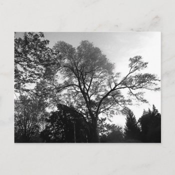 Cool Tree Photography. Postcard by visualblueprint at Zazzle