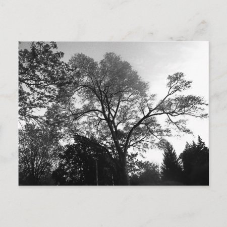 Cool Tree Photography. Postcard