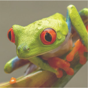 Cool Tropical Frog Ready to Hop Photo Sticker
