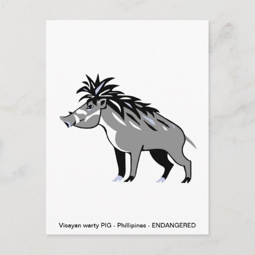 Cool Visayan Warty PIG _ Conservation _ Warthog Postcard