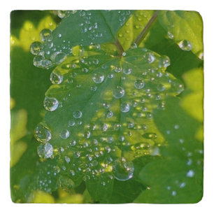 Cool Waterdrops On Green Leaf Trivet