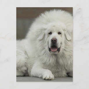 white lion tibetan mastiff