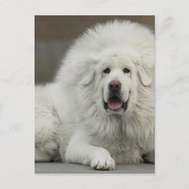 cool White Tibetan Mastiff Postcard (Front)