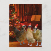 Cool Xmas Chickens Holiday Postcard