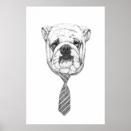 Cooldog Poster