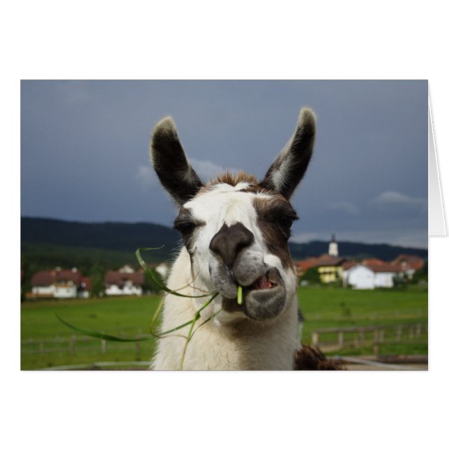 Coolest Llama Cards (Front Horizontal)