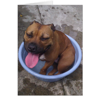 Cooling off on a hot day! cards