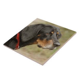 Coonhound - Gracie Lou Tile