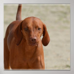 Coonhound Poster