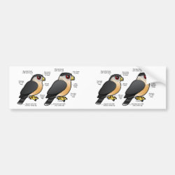 List of Birds - Birds Of Prey - Sticker