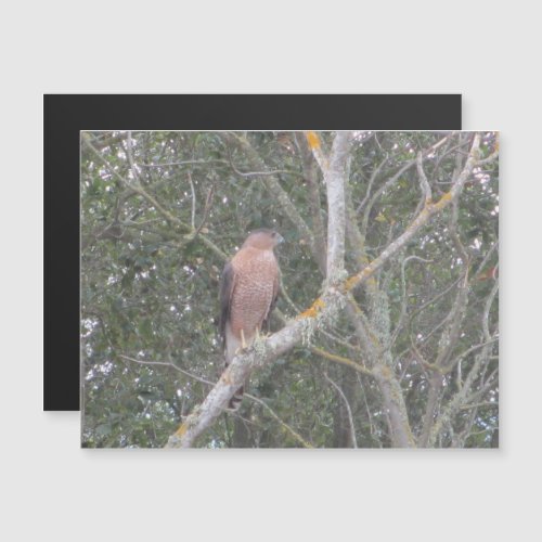 Coopers Hawk Perched in a Tree Magnetic Invitation