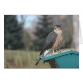 Coopers Hawk (Front Horizontal)