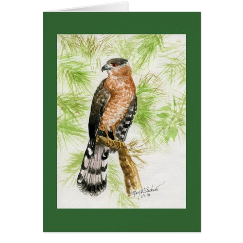 Coopers Hawk