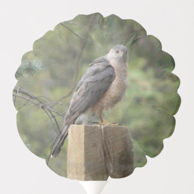 Cooper's Hawk Balloon (Back)