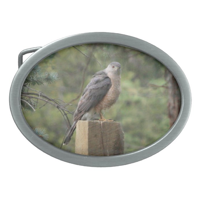 Cooper's Hawk Belt Buckle