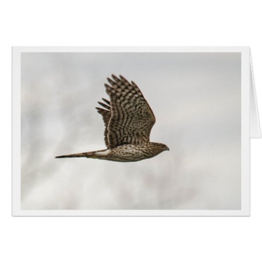 Cooper's Hawk Cards (Front Horizontal)