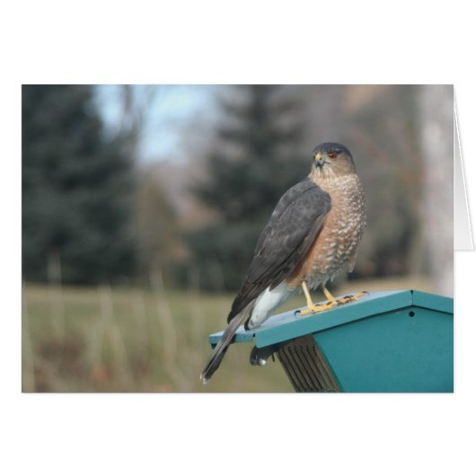 Coopers Hawk Cards (Front Horizontal)