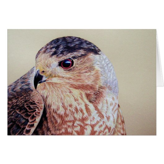 Coopers Hawk Cards (Front Horizontal)