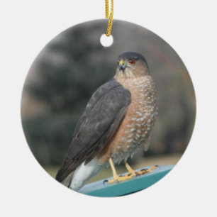 Coopers Hawk Ceramic Ornament