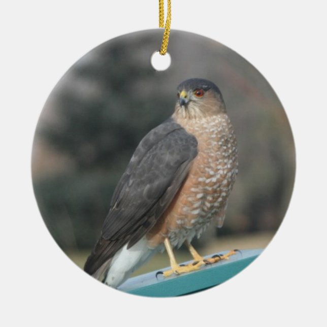 Coopers Hawk Ceramic Ornament (Front)