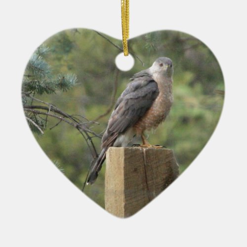 Coopers Hawk Ceramic Ornament