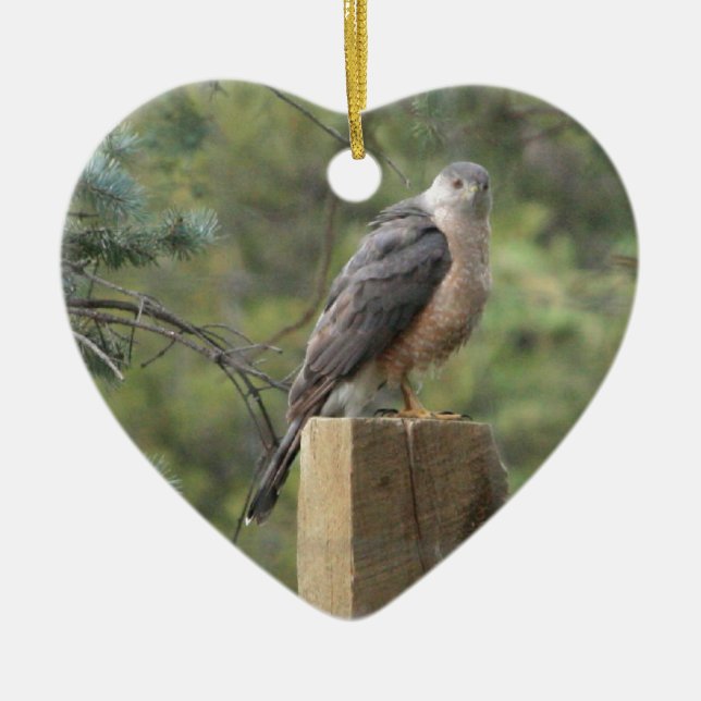 Cooper's Hawk Ceramic Ornament (Front)