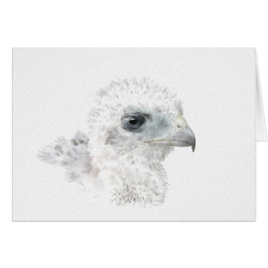 Coopers Hawk Chick Cards (Front Horizontal)