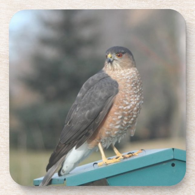 Coopers Hawk Coaster (Front)