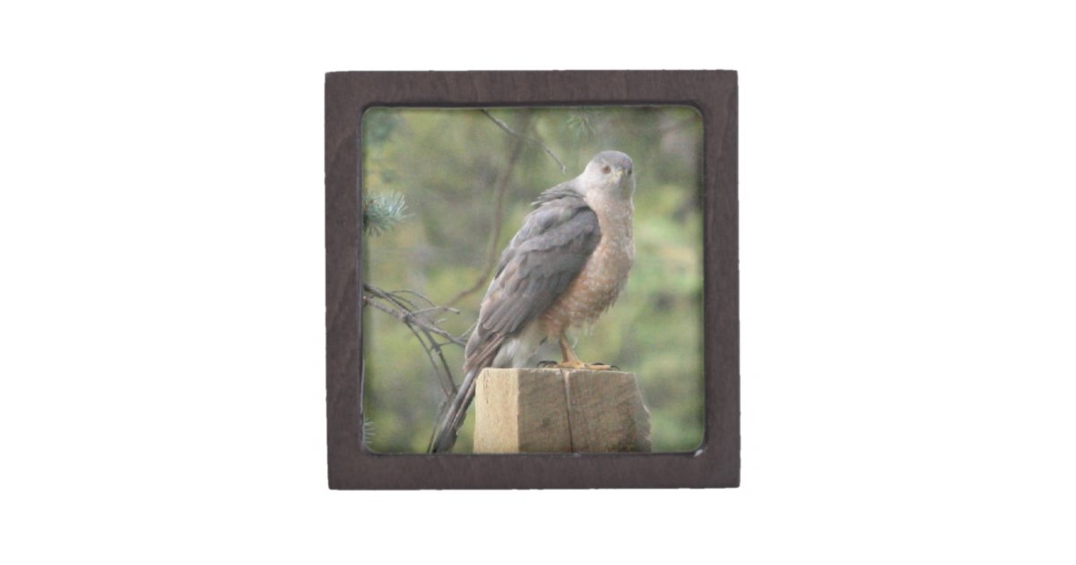 Cooper #39 s Hawk Gift Box Zazzle Cooper #39 s Hawk Gift Box Zazzle