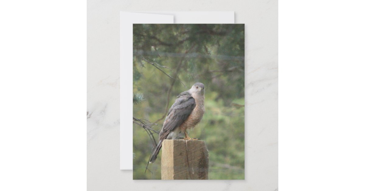 Cooper's Hawk Invitation | Zazzle