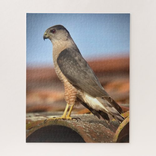 Coopers Hawk Jigsaw Puzzle