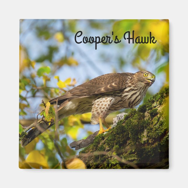 Cooper's hawk magnet (Front)