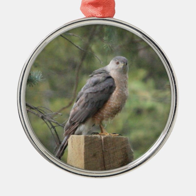Cooper's Hawk Metal Ornament (Front)