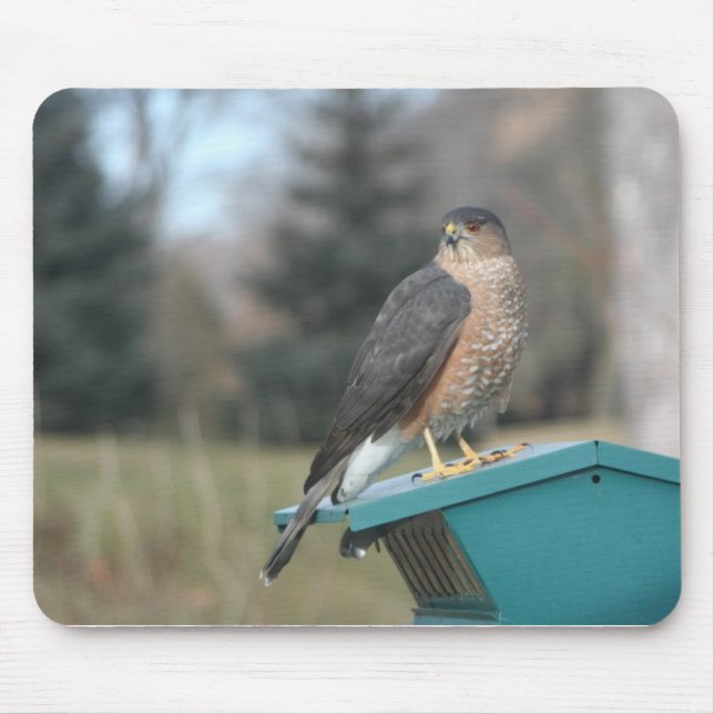 Coopers Hawk Mouse Pad (Front)