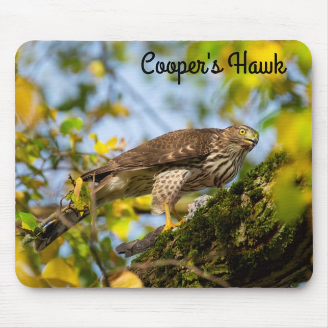 Cooper's hawk mouse pad (Front)
